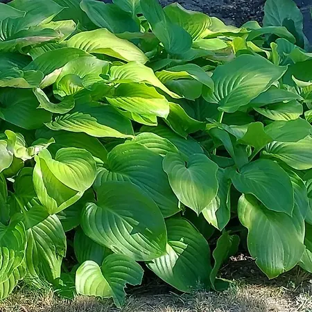 Prázdninový dům Nadaskuti Haz